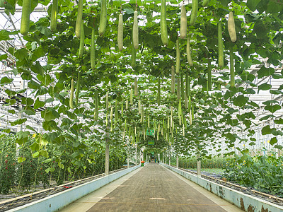 大棚农业种植基地蔬菜走廊图片