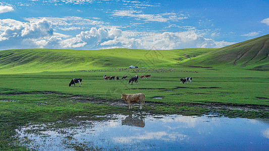 呼伦贝尔草原河边的牛群夏至高清图片素材