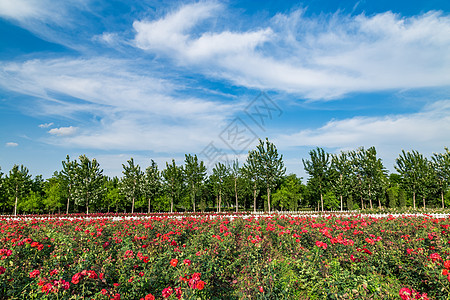 月季花园蓝色花圃高清图片