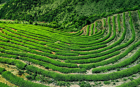 航拍网红长龙茶山图片