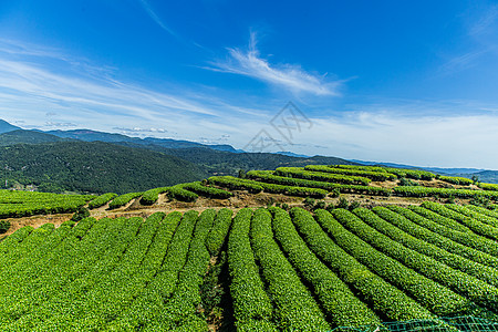 ins网红福州网红长龙茶山背景