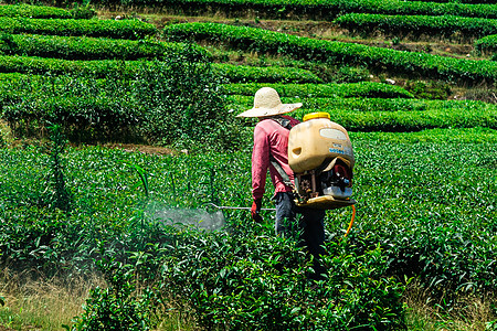 园丁打农药茶山茶叶园高清图片