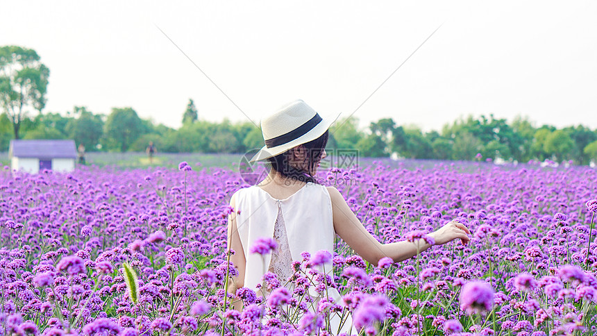 紫色花海女孩背影图片