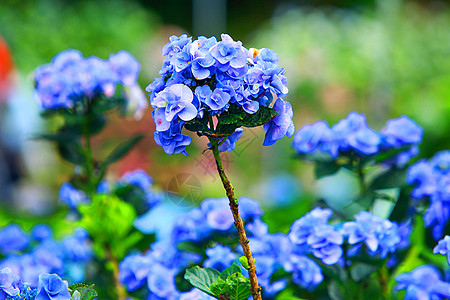 紫色绣球花紫色绣球背景