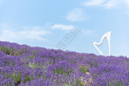 山东地图夏季的薰衣草花海背景