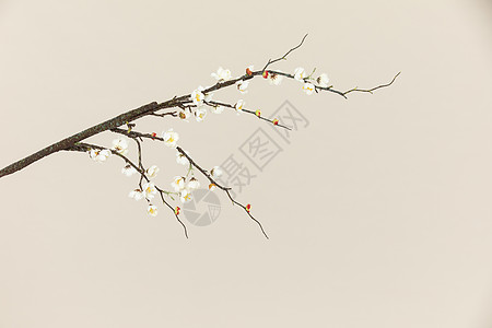 梅花树枝素材高清图片