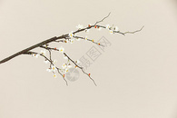 梅花树枝素材图片