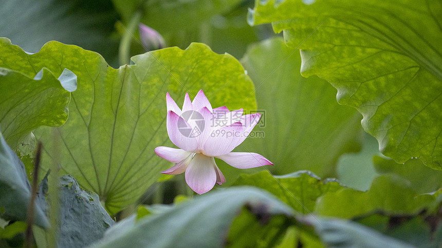 夏日荷花图片