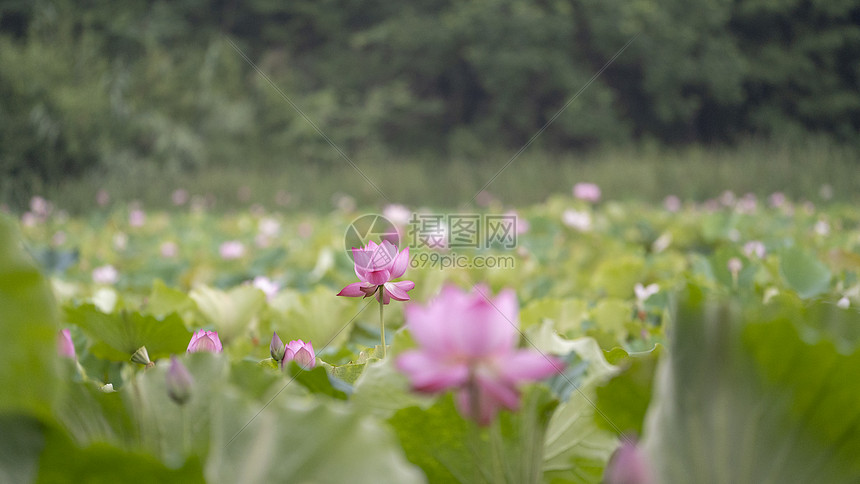 夏日荷塘图片