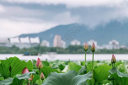 粉色云海夏天南京玄武湖的荷花与紫金山的云海背景