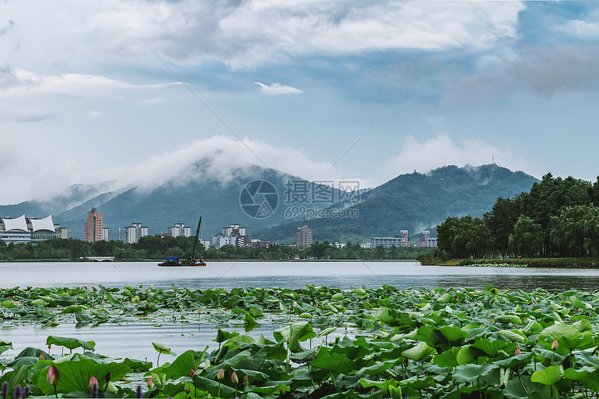 夏天南京玄武湖的荷花与紫金山的云海图片