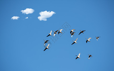 飞翔的野鸭子图片背景图片
