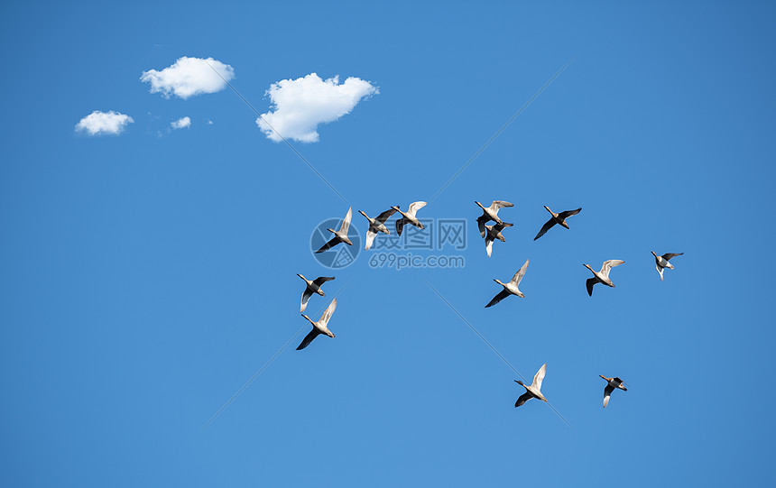 飞翔的野鸭子图片图片