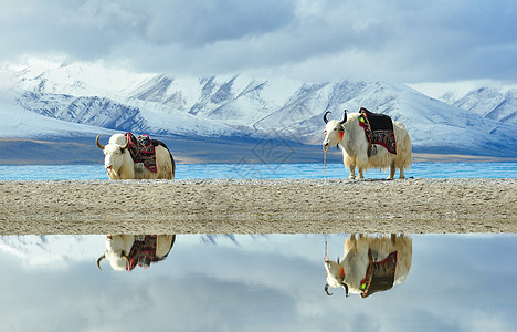 雪山图片茶卡盐湖牦牛图片背景