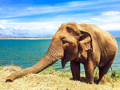 斯里兰卡大象高清图片