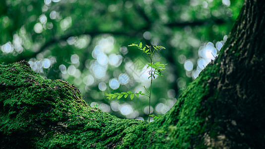 植物花草苔藓背景高清图片