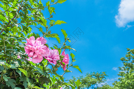 夏日晴天花卉高清图片