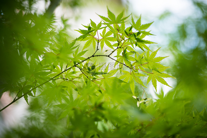 夏天的枫叶林