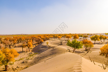 西北沙漠胡杨林图片
