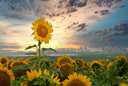 葵花辽宁花园口向日葵图片背景