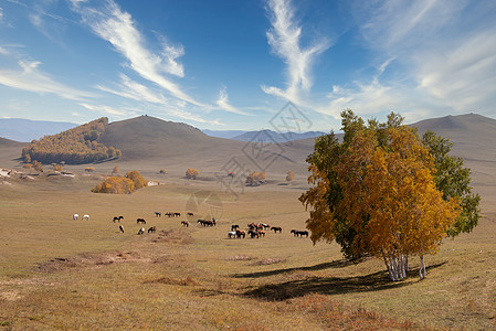 内蒙大草原的牛内蒙坝上金秋畜牧业背景