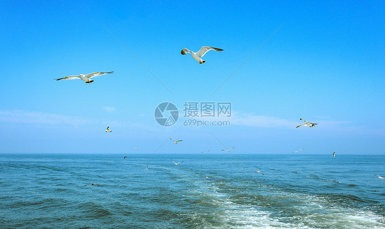 大海中飞翔的海鸥图片