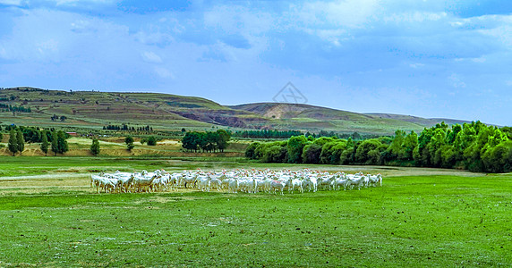 内蒙古草原牧场背景图片