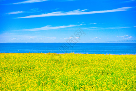 青海湖油菜花高清图片