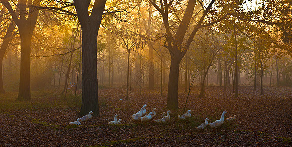 秋日傍晚归家的鹅群图片