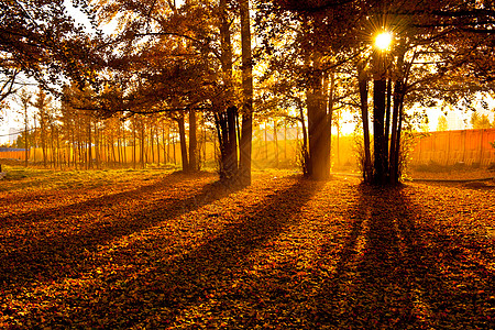 秋日银杏树林里的暖阳背景图片
