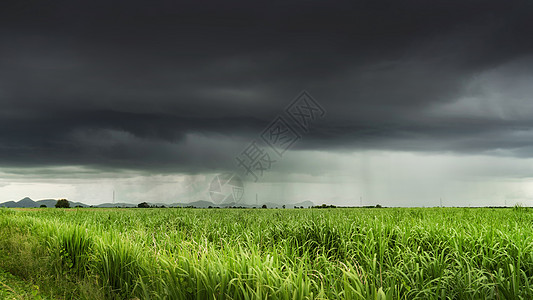 泰国热带暴风雨下的农业农田图片