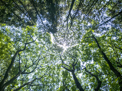仰拍森林阳光透过树枝图片