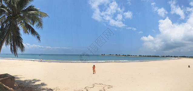 椰树风景海南文昌东郊椰林沙滩背景