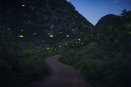 夏季昆虫天牛萤火虫星空背景