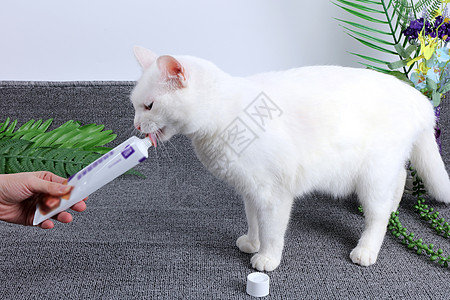 白猫与植物宠物用品化毛膏背景