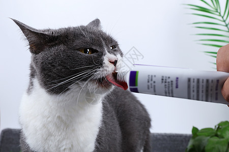 宠物化毛膏猫罐头猫刷牙高清图片