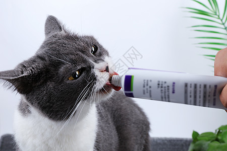 宠物化毛膏猫罐头猫刷牙高清图片