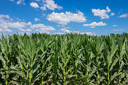 绿色的玉米地蓝天白云好天气下的庄稼地背景