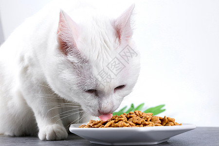 宠物用品猫粮电商专用图片