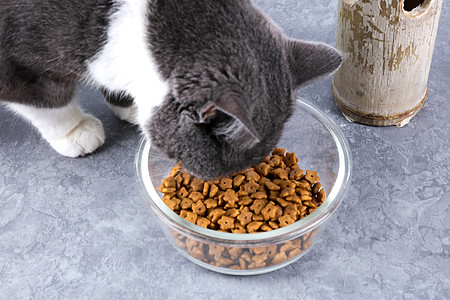 猫创意宠物用品猫粮电商专用背景