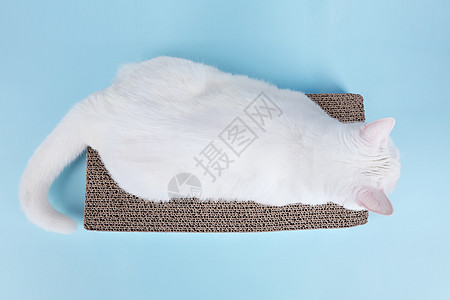 宠物用品猫抓板电商专用背景图片