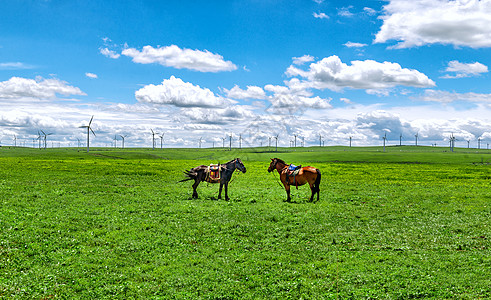 内蒙古辉腾锡勒草原牧场牧马高清图片