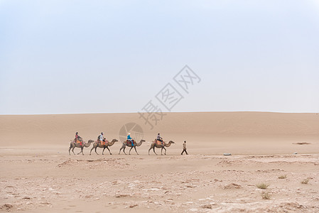 甘肃敦煌沙漠中的骆驼图片
