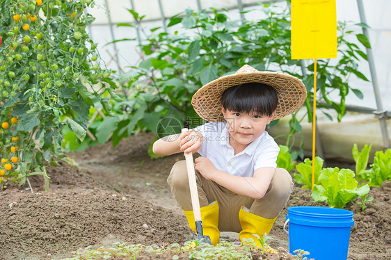 男孩在蔬菜大棚里面用铲子挖土图片