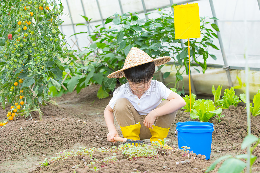 男孩在蔬菜大棚里面用铲子挖土图片