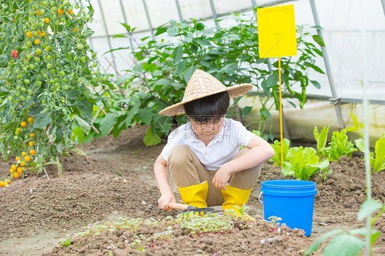 男孩在蔬菜大棚里面用铲子挖土图片