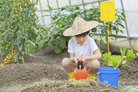 给树木浇水小男孩在蔬菜大棚里面用碰水壶给种子浇水背景