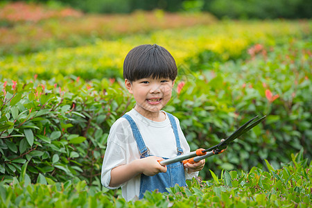 小男孩在树林间使用剪刀给植物修剪图片