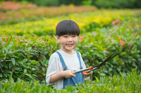 小男孩在树林间使用剪刀给植物修剪图片