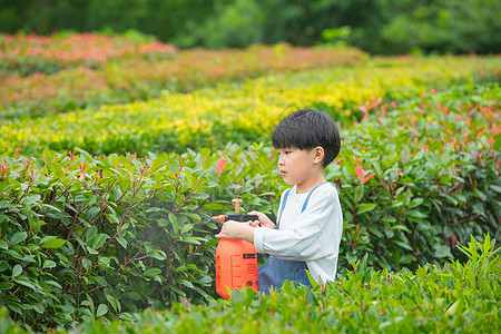 小男孩在植物从间使用喷水壶给植物浇水图片